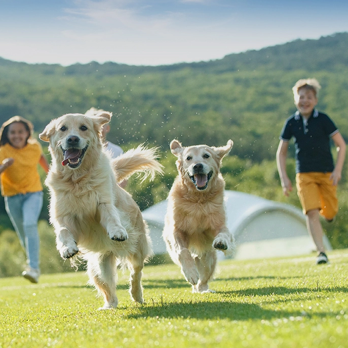 A Better Choice for Your Furry Family Members